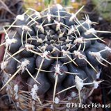 Gymnocalycium schroederianum paucicostatum ©P.Richaud.jpg
